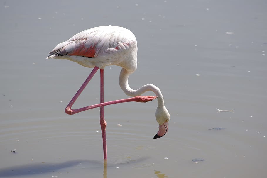 flamingos, pond, camargue, birds, bird, animal, animal themes, animals in the wild, vertebrate, animal wildlife