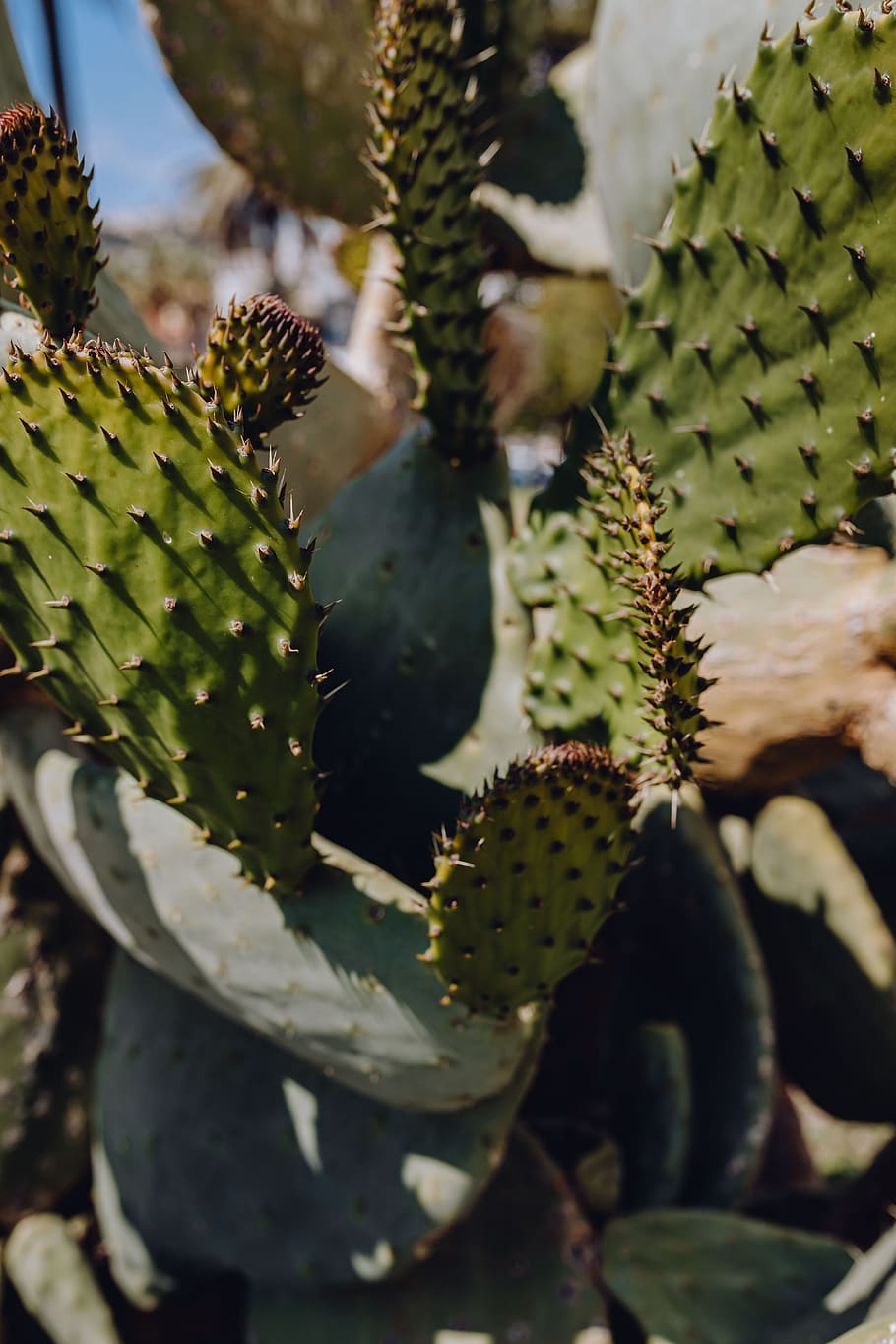 cactus, Italia, opuntia, napoli, plantas, Nápoles, crecimiento, planta suculenta, color verde, planta