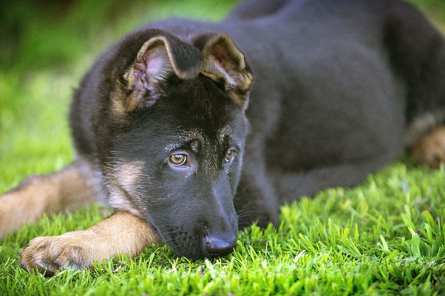 german shepherd, dog, puppy, animal, pet, portrait, cute, canine, rest, doggy