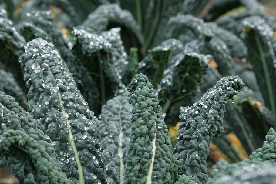 kale, brassica oleracea, brassicaceae, green color, plant, growth, close-up, nature, cold temperature, selective focus