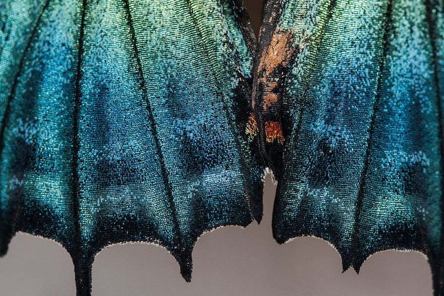 blue, green, glitter textile, butterfly, exotic, tropics, tropical, scale, wing scales, turquoise