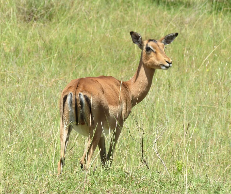 impala, gazelle, africa, nature, mammal, animal, safari, wildlife, antelope, safari Animals