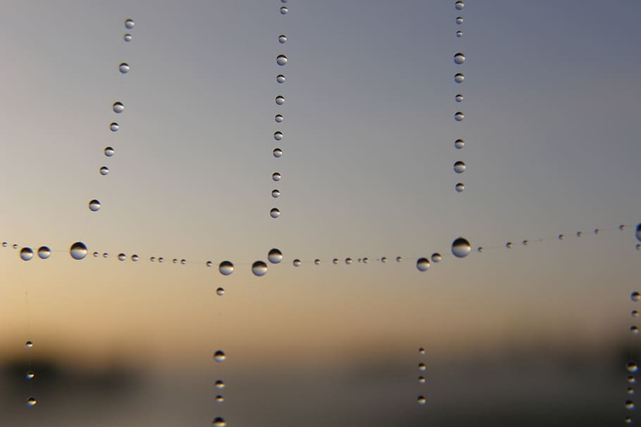 dew, morning, raindrops, spiderweb, sunset, nature, drop, drip, tear, web