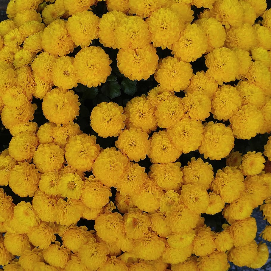 Желтые Осенние Цветы Фото