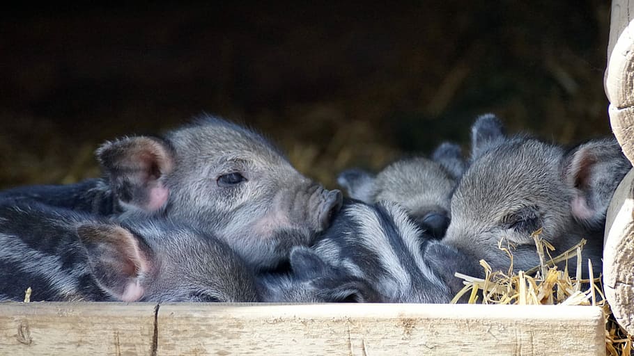 5つの灰色の子豚 子豚 赤ちゃん 発射 豚 かわいい 小さい 若い 家族 動物 Pxfuel