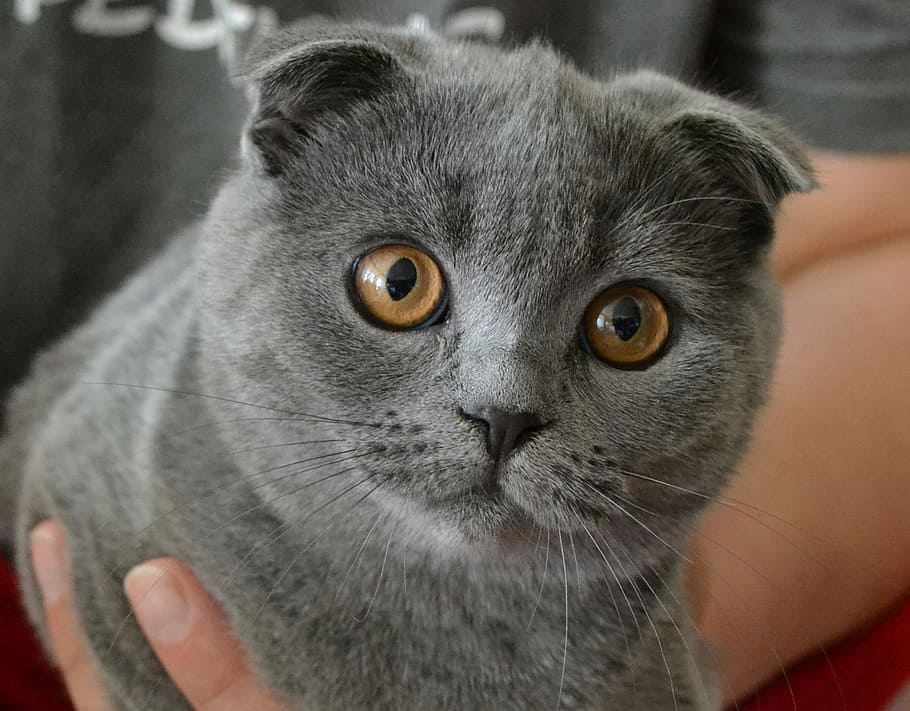 gato gris, gato, gatito, mascota, lindo, dulce, mieze, adidas, gato joven, ojos de gato