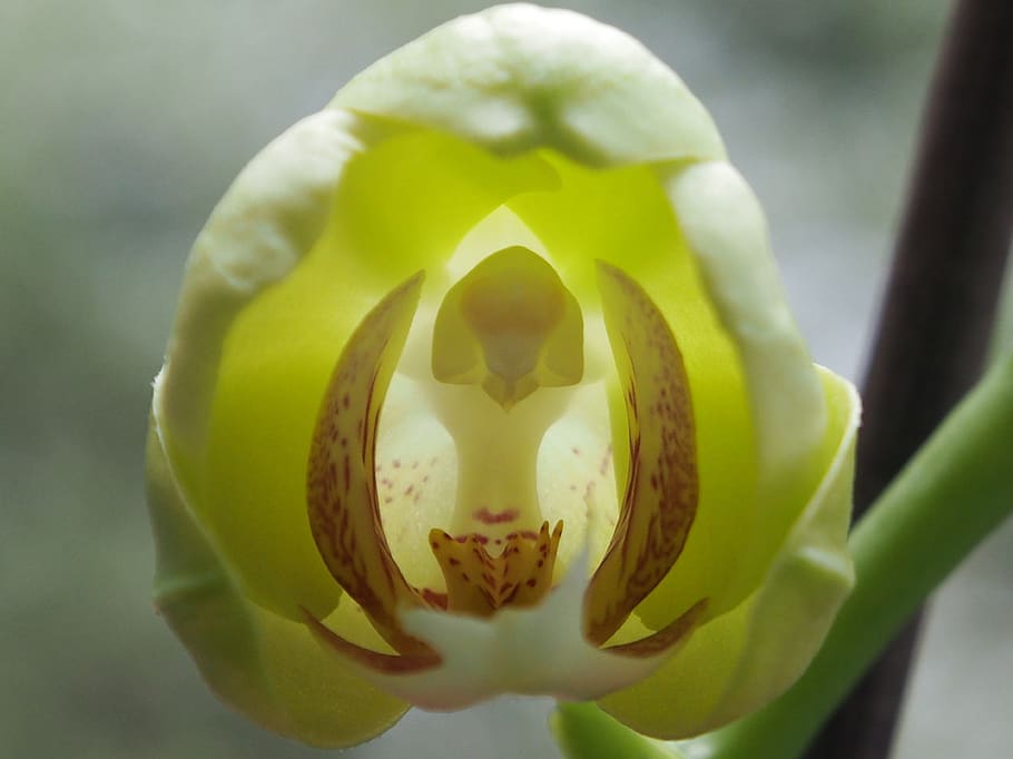 orquídea, brote, flor, primer plano, orquídea mariposa, phalaenopsis orquídea, phalaenopsis, verde, tropical, planta