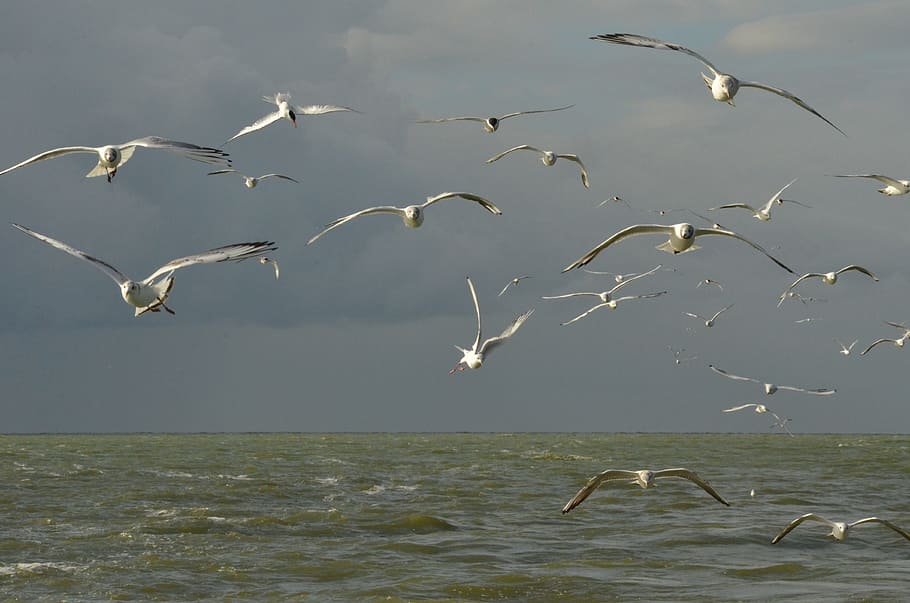 Bird, Seagull, White, Water, Air, Clouds, white, water, dark, threat, storm