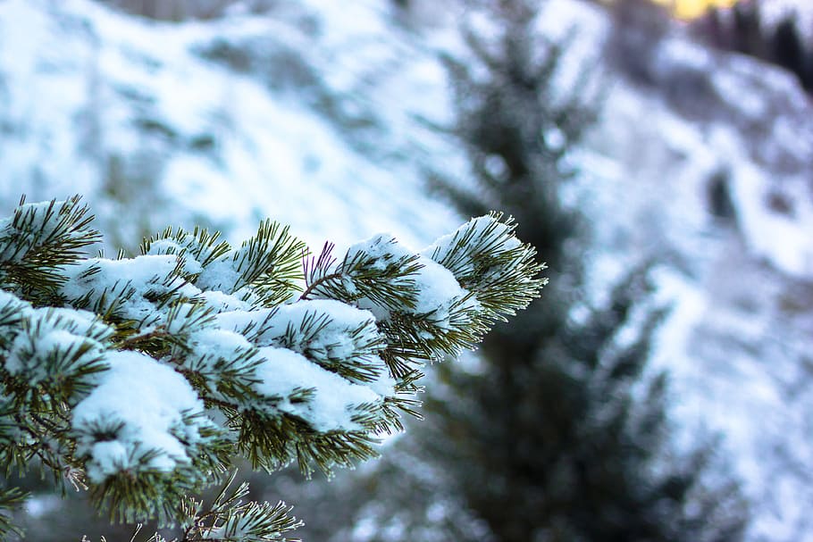 winter, snow, pine, tree, leann, spruce, nature, coniferous tree, cold temperature, plant