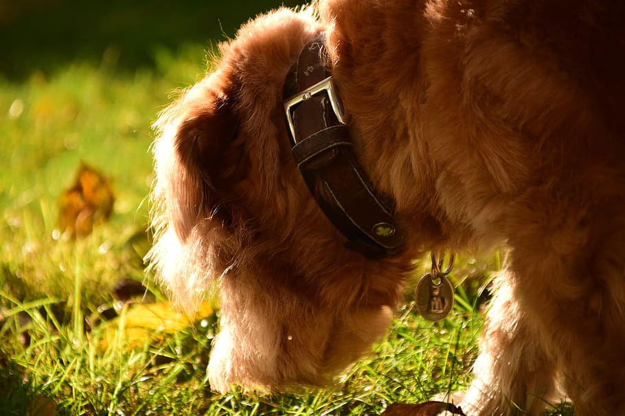 dog, hybrid, animal, pet, small dog, hairy, search, sniffing, autumn, sunshine