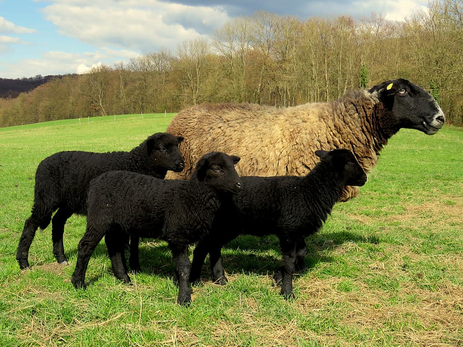 sheep, mother, lamb, lambs, black sheep, pasture, meadow, group of animals, mammal, animal