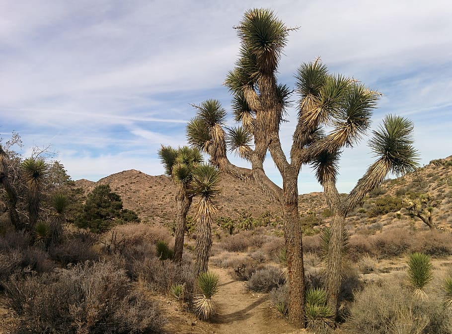 Joshua Tree, California, California, Desert, joshua tree, california, desert, landscape, tree, arid climate, nature, plant