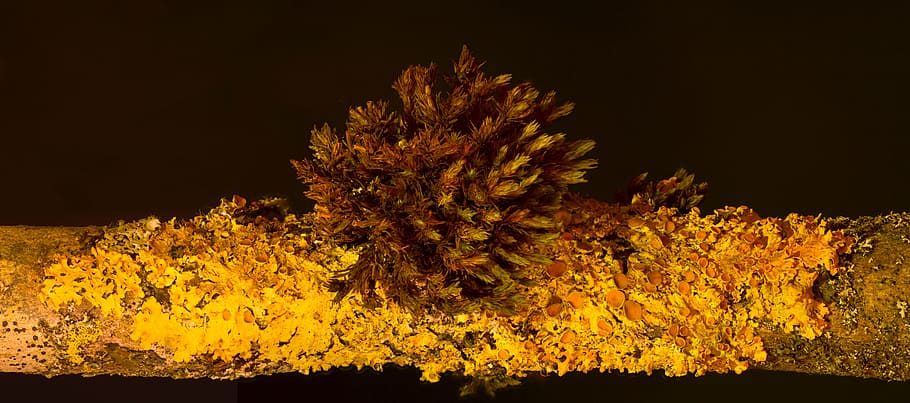 lichen, yellow lichen, xanthoria-parietina, ordinary gelbflechte, mushroom, moss, branch, orange, plant, yellow