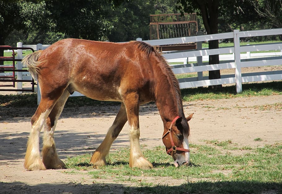 clydesdale, horse, yearling, young, grazing, pasture, paddock, farm, portrait, agriculture