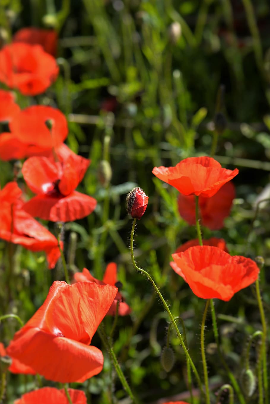 Poppies, Capsule, Meadow, red, plant, flower, growth, nature, outdoors, beauty in nature