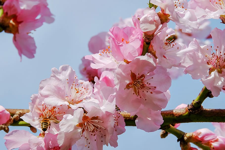 seletiva, fotografia, rosa, cereja, flores, cerejeiras japonesas, flor, árvore, flor de cerejeira japonesa, ramos