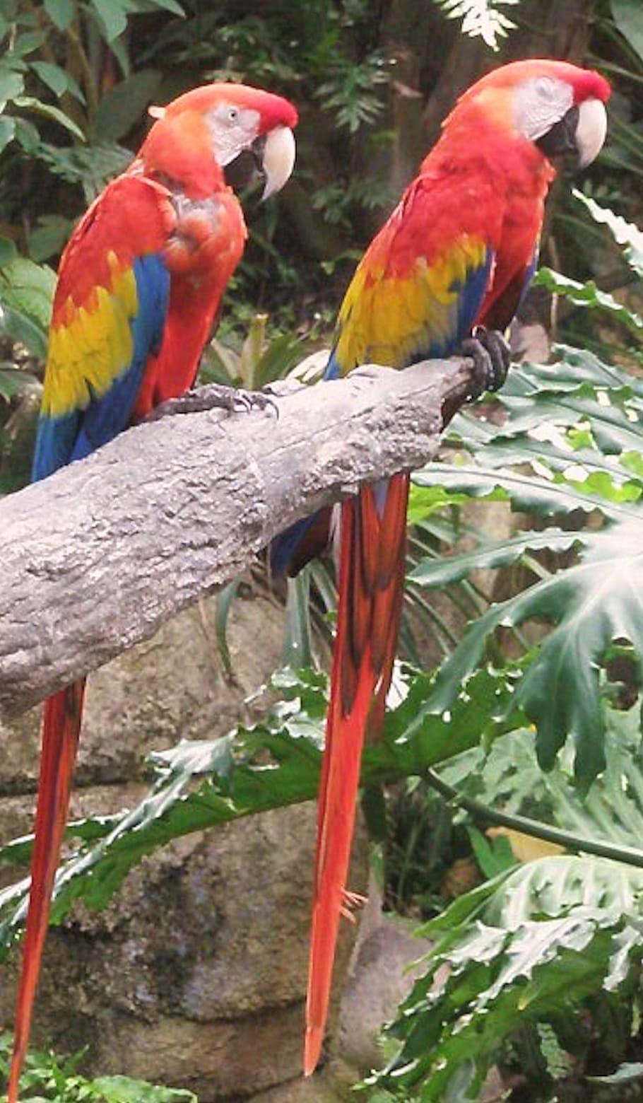 コンゴウインコ オウム 鳥 熱帯 カラフル ブランチ ペット 野生動物 翼 くちばし Pxfuel