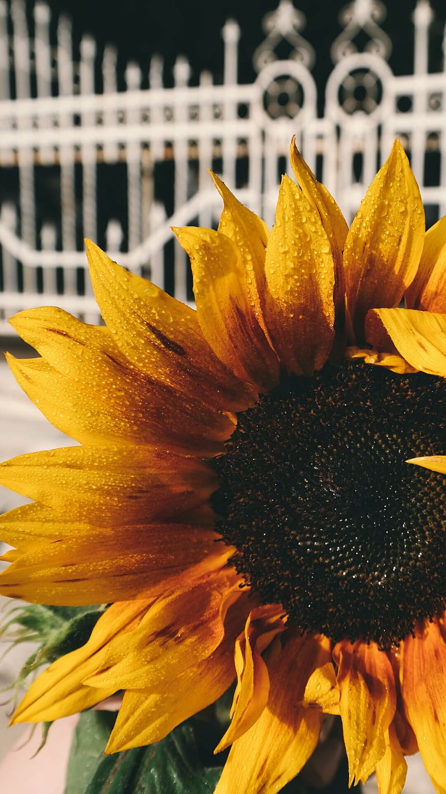 foto close-up, kuning, hitam, bunga matahari, tutup, foto, kelopak, tanaman, alam, biji