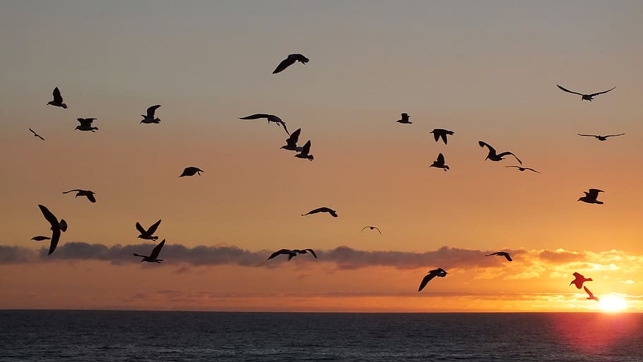foto, voando, pássaros, pôr do sol, mar, céu, horizonte, praia, natureza, oceano