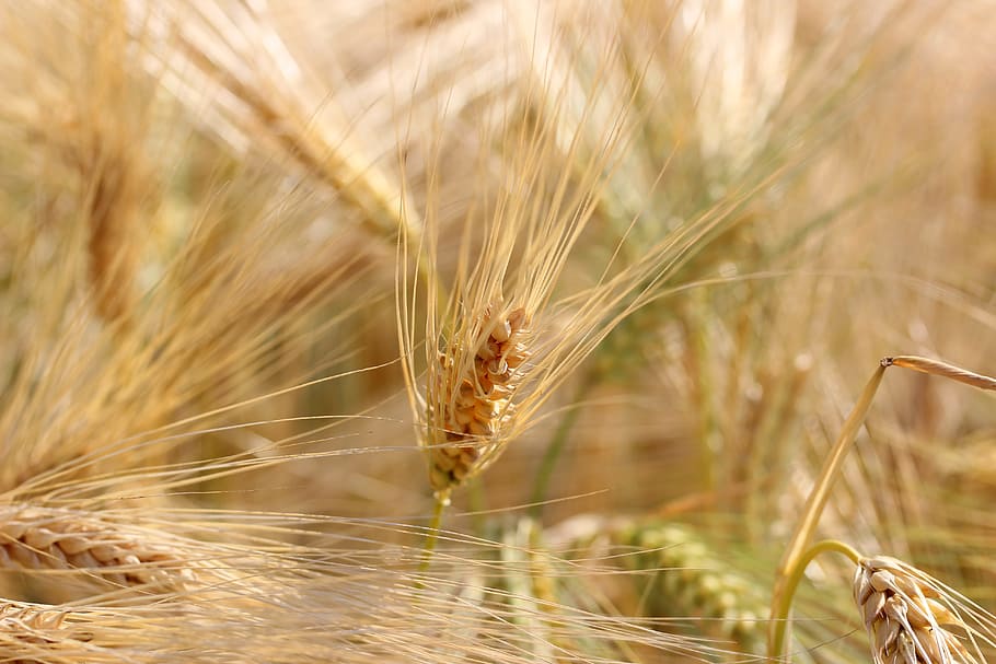 小麦, フィールド, 穀物, スパイク, 収穫, 小麦畑, 農業, 畑作物, 耳, 穀物植物