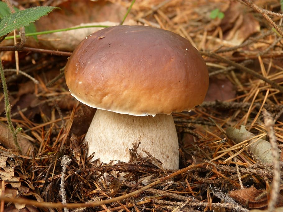 mushrooms, mushroom, boletus, autumn, nature, edible, fungus, food, vegetable, land