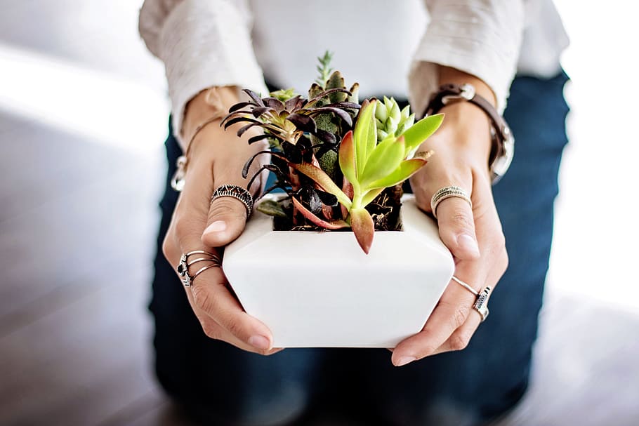 person, holding, white, ceramic, flower pot, succulents, potted, green, hands, woman