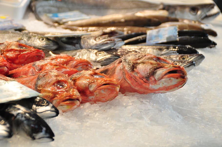 Mercado de peixe, Frisch, peixe, mercado, animais marinhos, comida, fischhandel, banca de mercado, pesca, gelo
