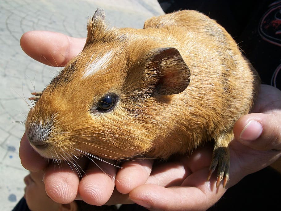Rodent, Mammal, Guinea Pig, acure, bunny, indian, animal, animals, hand, fur
