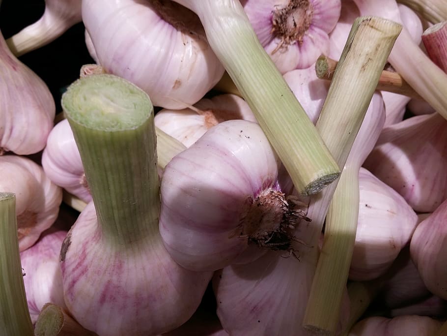garlic, tuber, frisch, spice, food, mediterranean, healthy, smell, substantial, herb