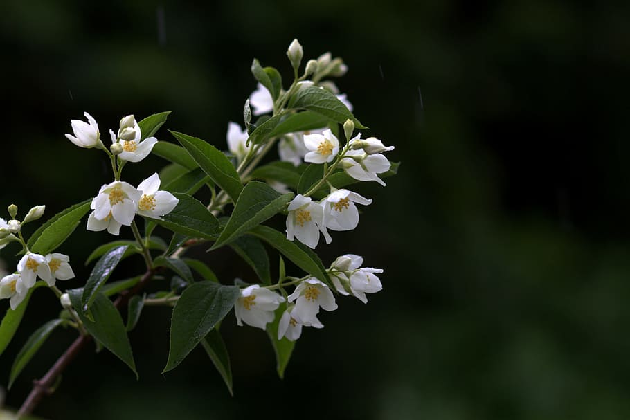 浅い フォーカス写真 白 花植物 ジャスミン 雨 花 植物 白い色 自然 Pxfuel