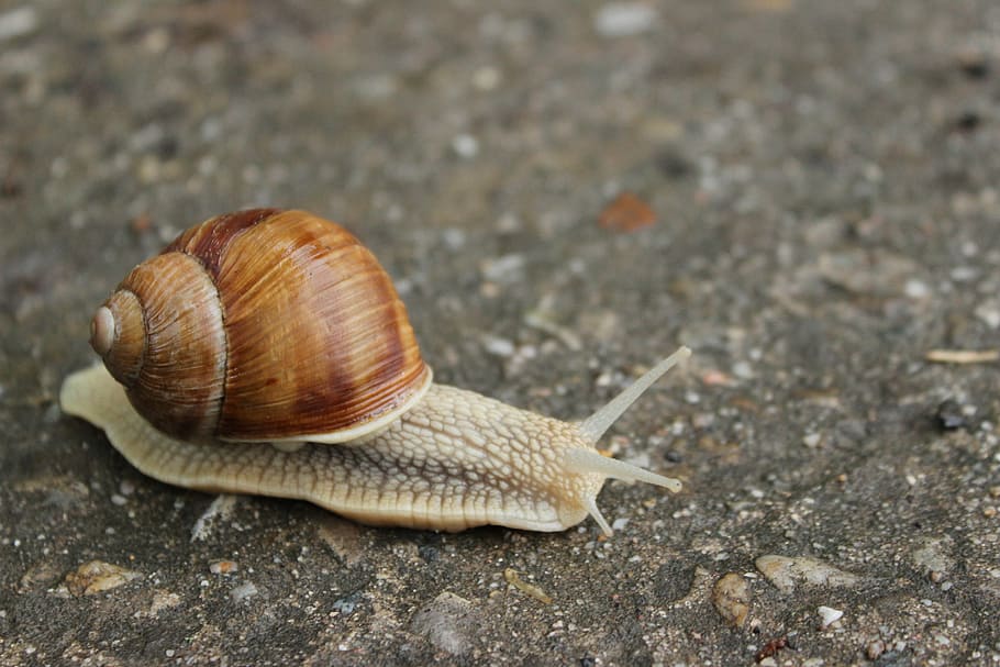 snail on ground, worm, path, snail, animal, slimy, nature, crawling, brown, mollusk