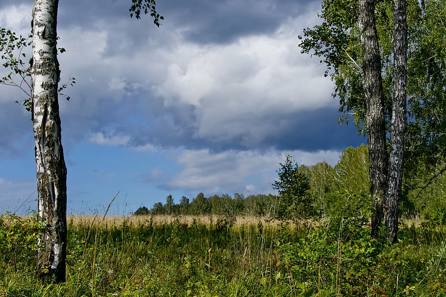 landscape, blue sky, dark cloud, white clouds, nature, forest, siberia, summer, day, birch