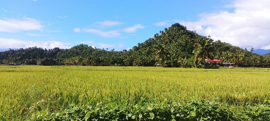 Filipinas, arroz, campos, plátanos, montañas, paisaje, cultivable, planta, verde, asia