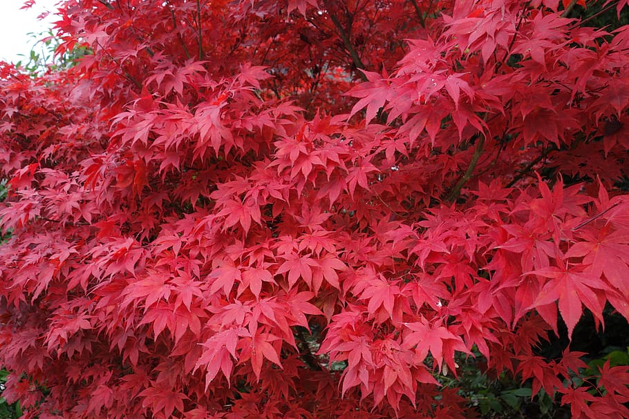 arce, arce japonés, rojo, hojas, naturaleza, otoño, hojas de otoño, hojas de arce, follaje de otoño, hoja de arce