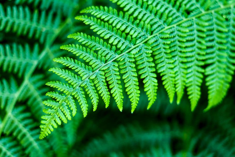 close-up photography, fern plant, close, green, leaves, plants, nature, green color, leaf, fern