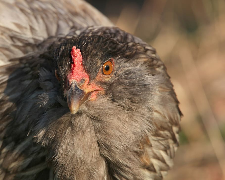 chicken, hen, stare, easter egger, range, beak, pea comb, gray, feathers, fowl