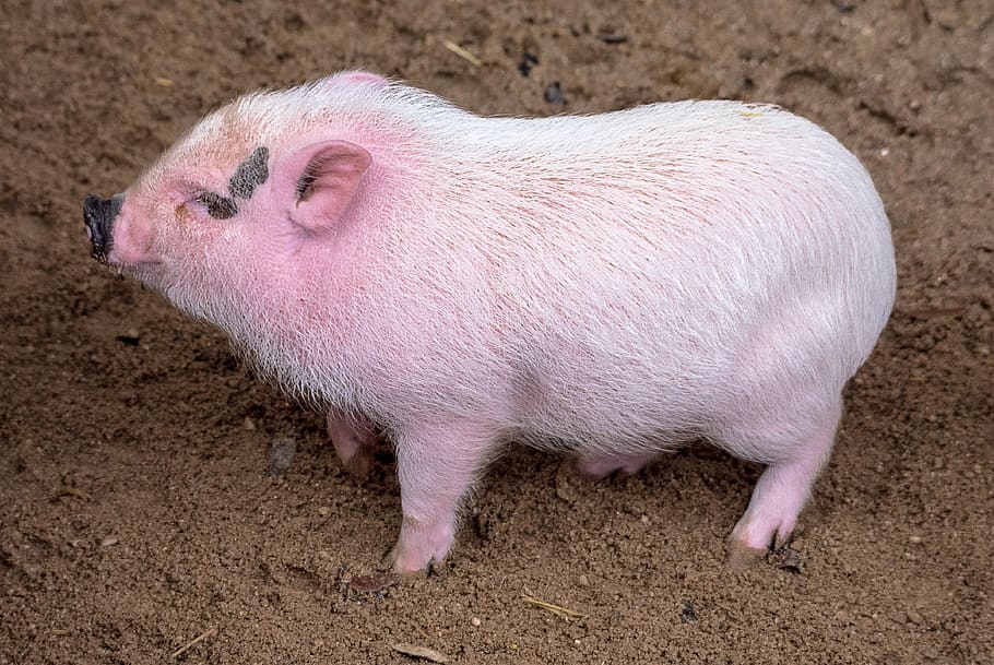 little pig, sucker, pig, segovia, candido, mammal, funny, farm, small, young