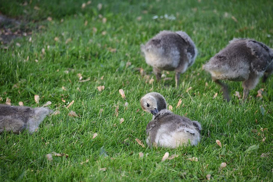 gosling, geese, gaggle, young, birds, fluff, family, feather, fuzzy, soft