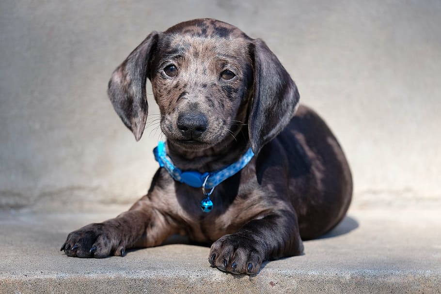 gray, dachshund puppy, focus photo, dachshund, dog, animal, puppy, puppies, portrait, pet