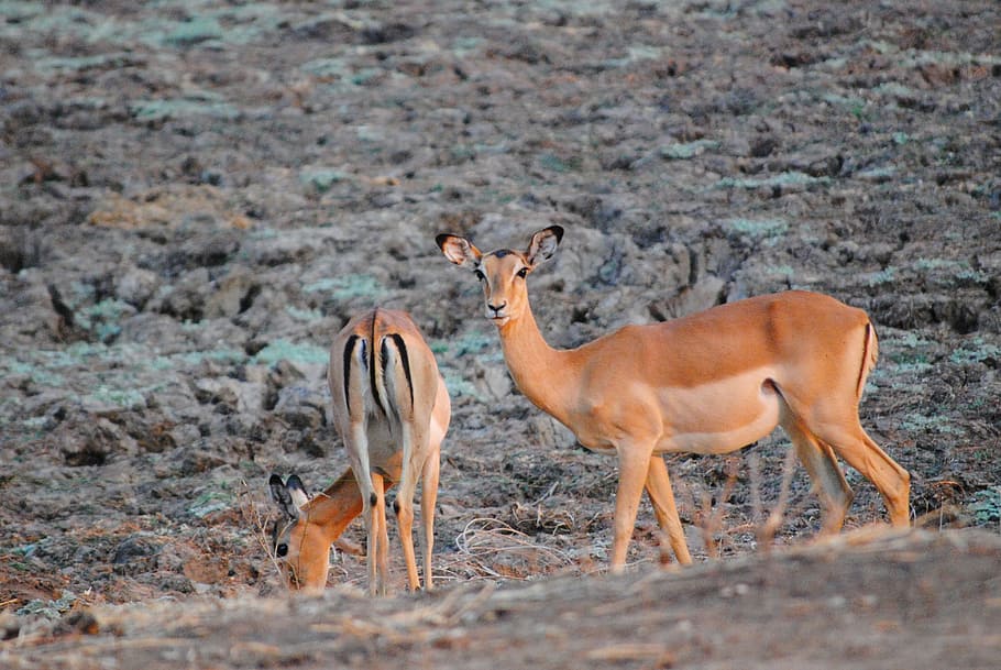 Zambia, Safari, Wild, Zambezi, south luangwa, antelope, wildlife, africa, animal, nature