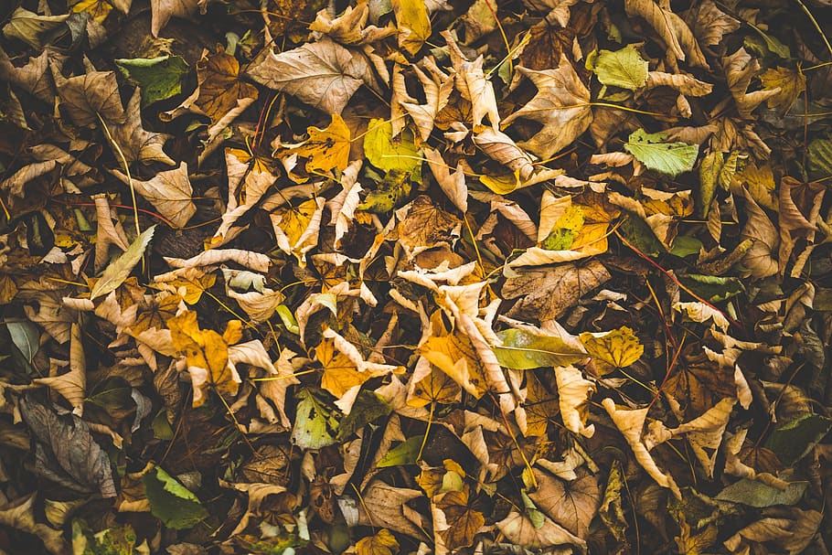 autumn, fall, leaves, yellow, nature, plant part, leaf, dry, change, day
