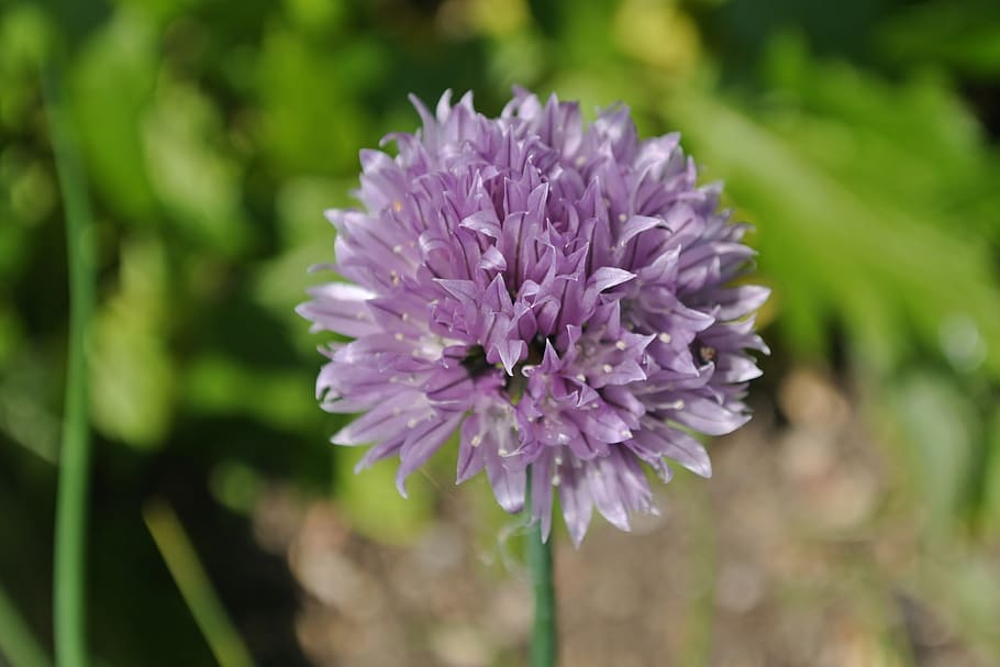 malva, cebollino, jardín, púrpura, flor, primavera, hierba, violeta,  naturaleza, planta | Pxfuel