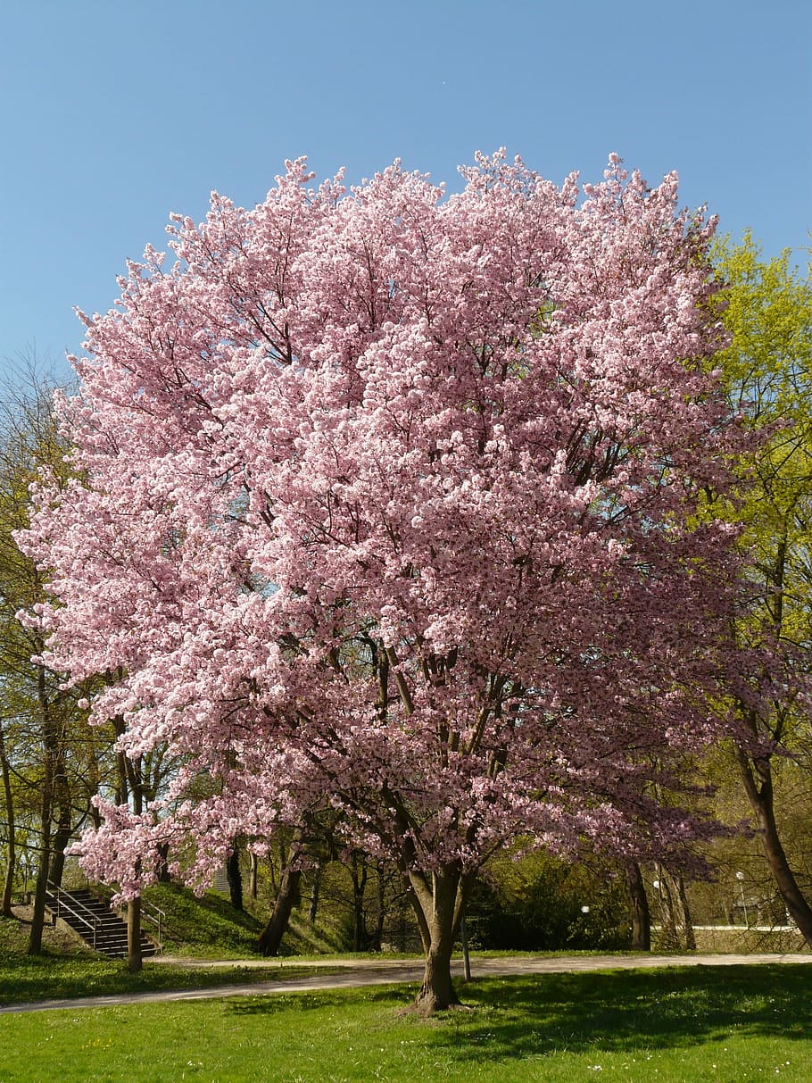 Cherry blossom tree, cherry blossom, blossom, bloom, tree, japanese cherry, japanese flowering cherry, prunus serrulata, oriental cherry, east asian cherry