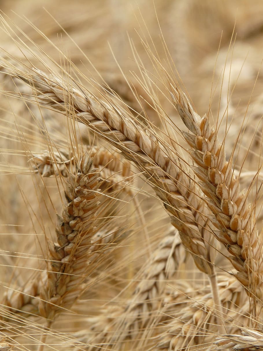 Spike, gandum hitam, sereal, biji-bijian, lapangan, bidang gandum, ladang jagung, tanaman, gandum bergizi, makan