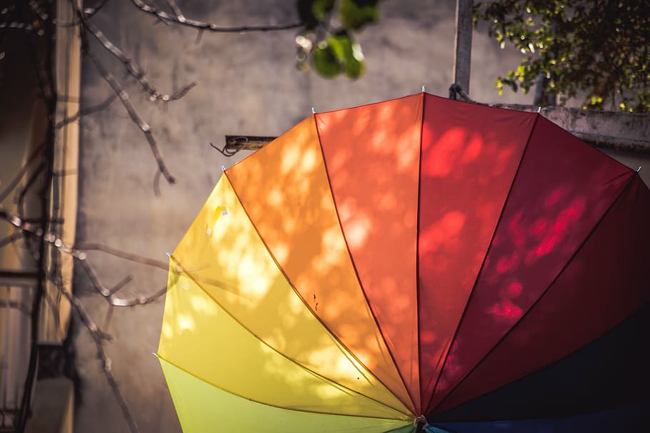 multicolored, umbrella, closeup, photography, nature, tree, branches, color, rainbow, leaves
