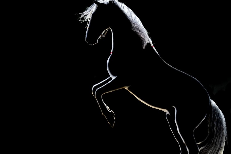 kuda, bayangan hitam, hitam dan putih, hitam, mitos, menunggang kuda, bayangan, makhluk, putih, hewan