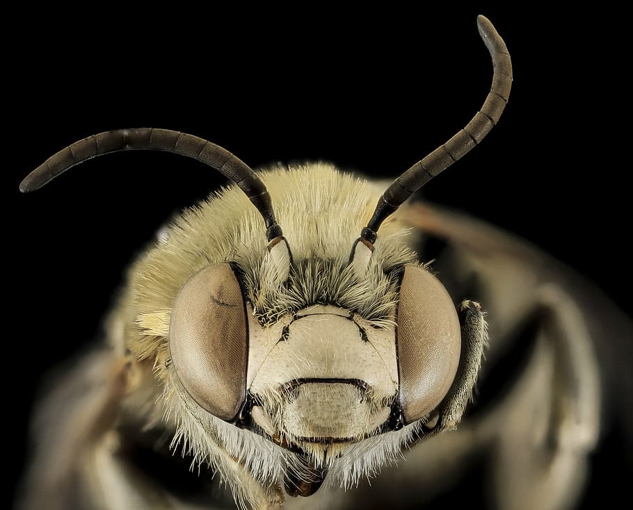 fotografi makro, putih, hitam, serangga, lebah, anthophora montana, makro, penyerbuk, sayap, merapatkan