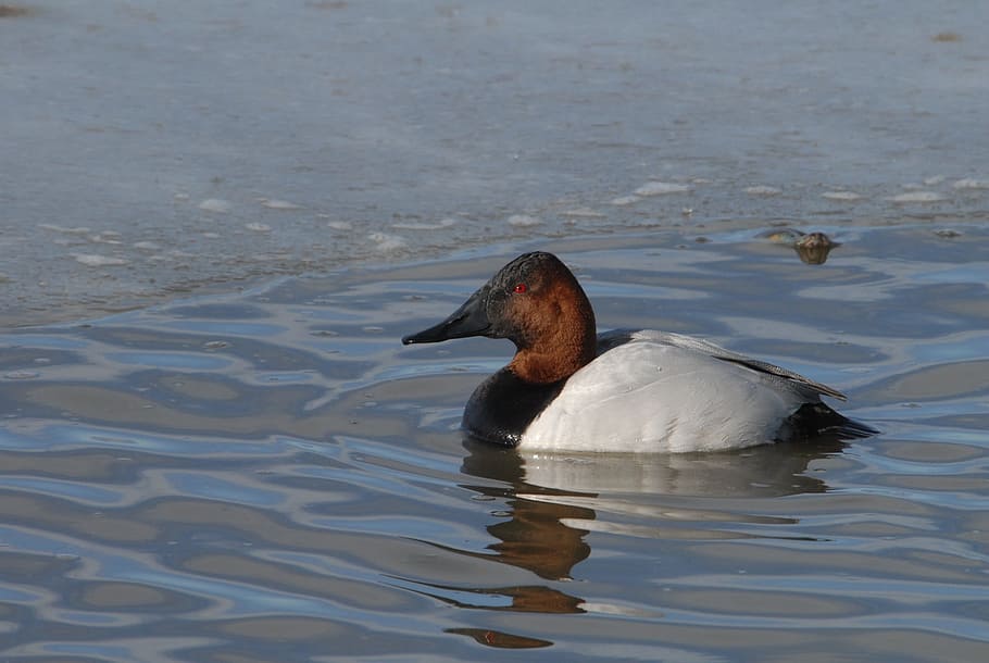 Canvasback, Duck, Drake, Swimming, Water, canvasback, duck, portrait, wildlife, nature, male