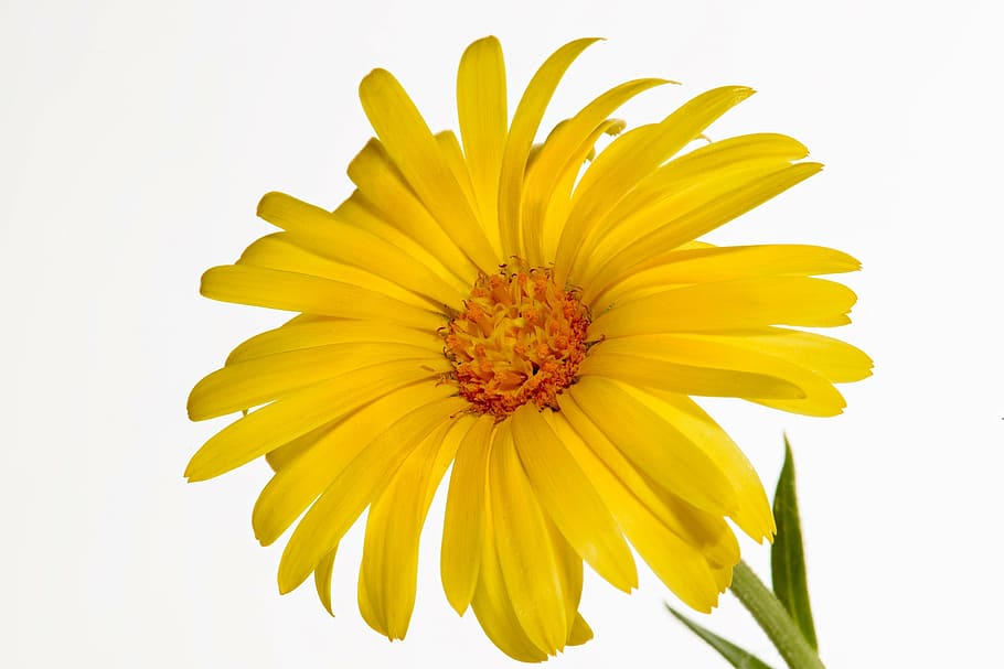 closeup, yellow, petaled flower, bloom, glandular cape marigold, flower, blossom, plant, ornamental, orange namaqualand daisy