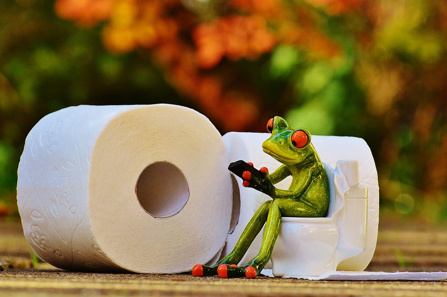 green, frog, sitting, toilet bowl toy, toilet, loo, session, funny, toilet paper, wc